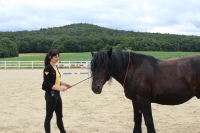 Begegnung auf Augenhöhe – Freiarbeit mit dem Pferd