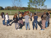 Seminar "Pferd und Sattel" bei den Pferdefreunden Petting